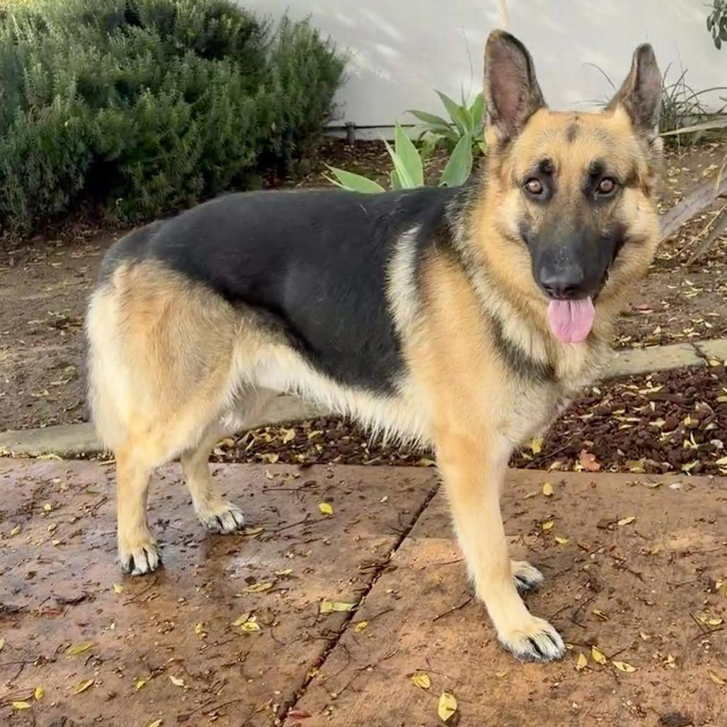 Enlarge Mutt Damon, a Adoptable German Shepherd Dog in San Jacinto, CA image 4/6