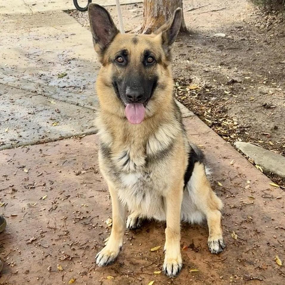 Enlarge Mutt Damon, a Adoptable German Shepherd Dog in San Jacinto, CA image 5/6