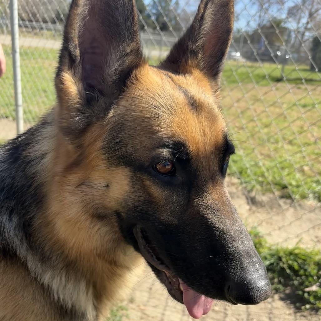 Enlarge Mutt Damon, a Adoptable German Shepherd Dog in San Jacinto, CA image 6/6