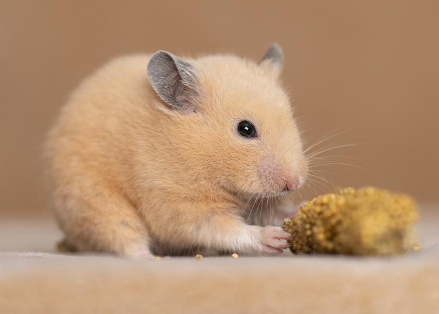 Enlarge Goldie, an adopted mixed breed in Chicago, IL image 5/6