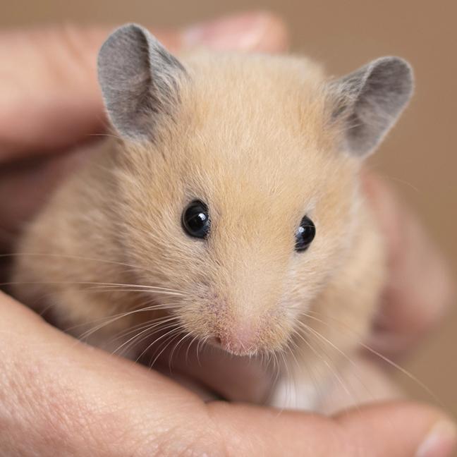 Enlarge Goldie, an adopted mixed breed in Chicago, IL image 4/6