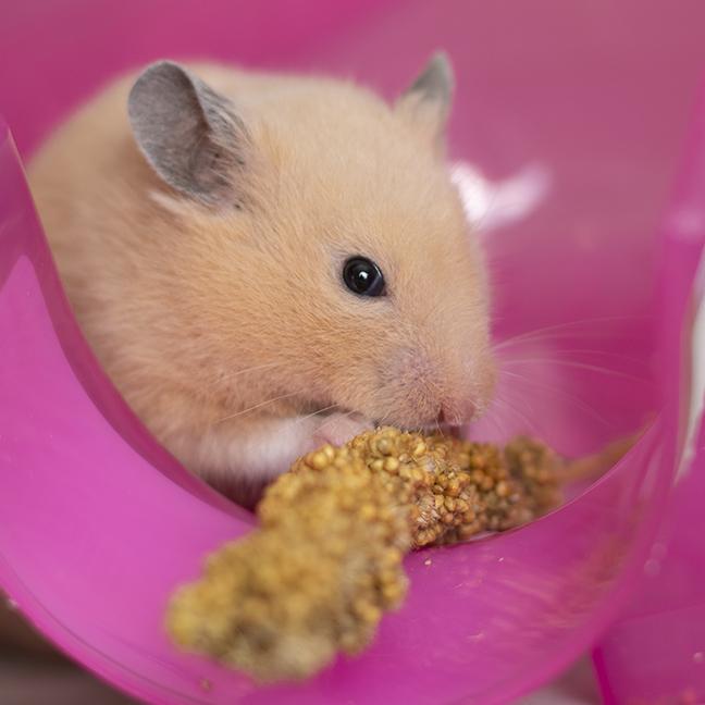 Enlarge Goldie, an adopted mixed breed in Chicago, IL image 6/6