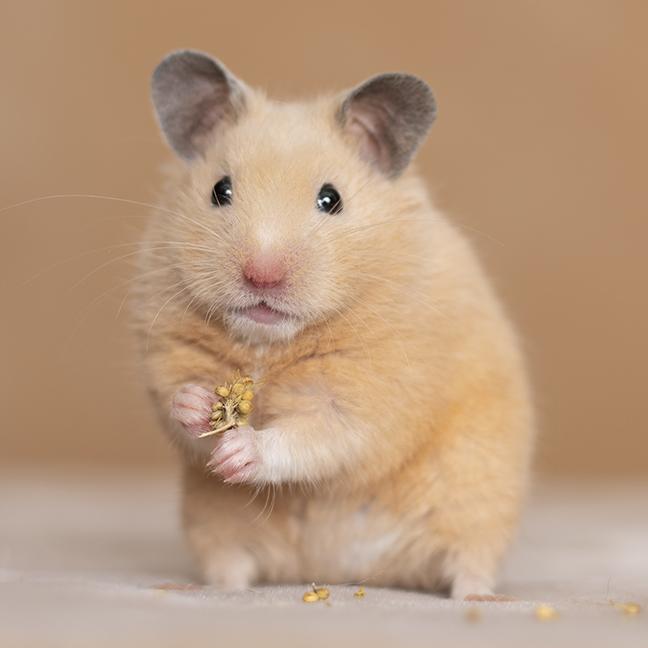 Goldie, adopted, Young Female Hamster.