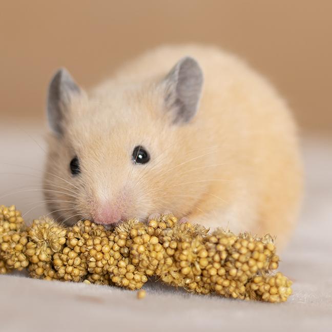 Enlarge Goldie, an adopted mixed breed in Chicago, IL image 3/6