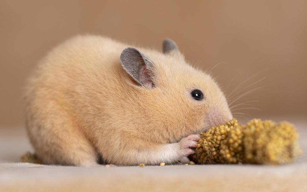 Enlarge Goldie, an adopted mixed breed in Chicago, IL image 2/6