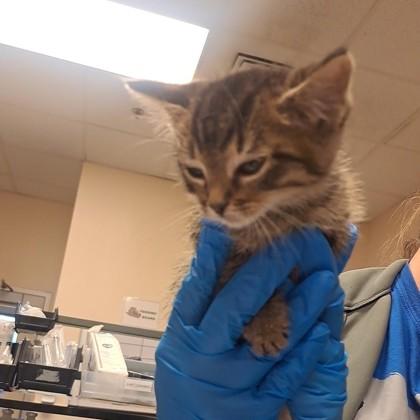 Trinity, Adoptable, Kitten Female Domestic Short Hair & Domestic Short Hair.