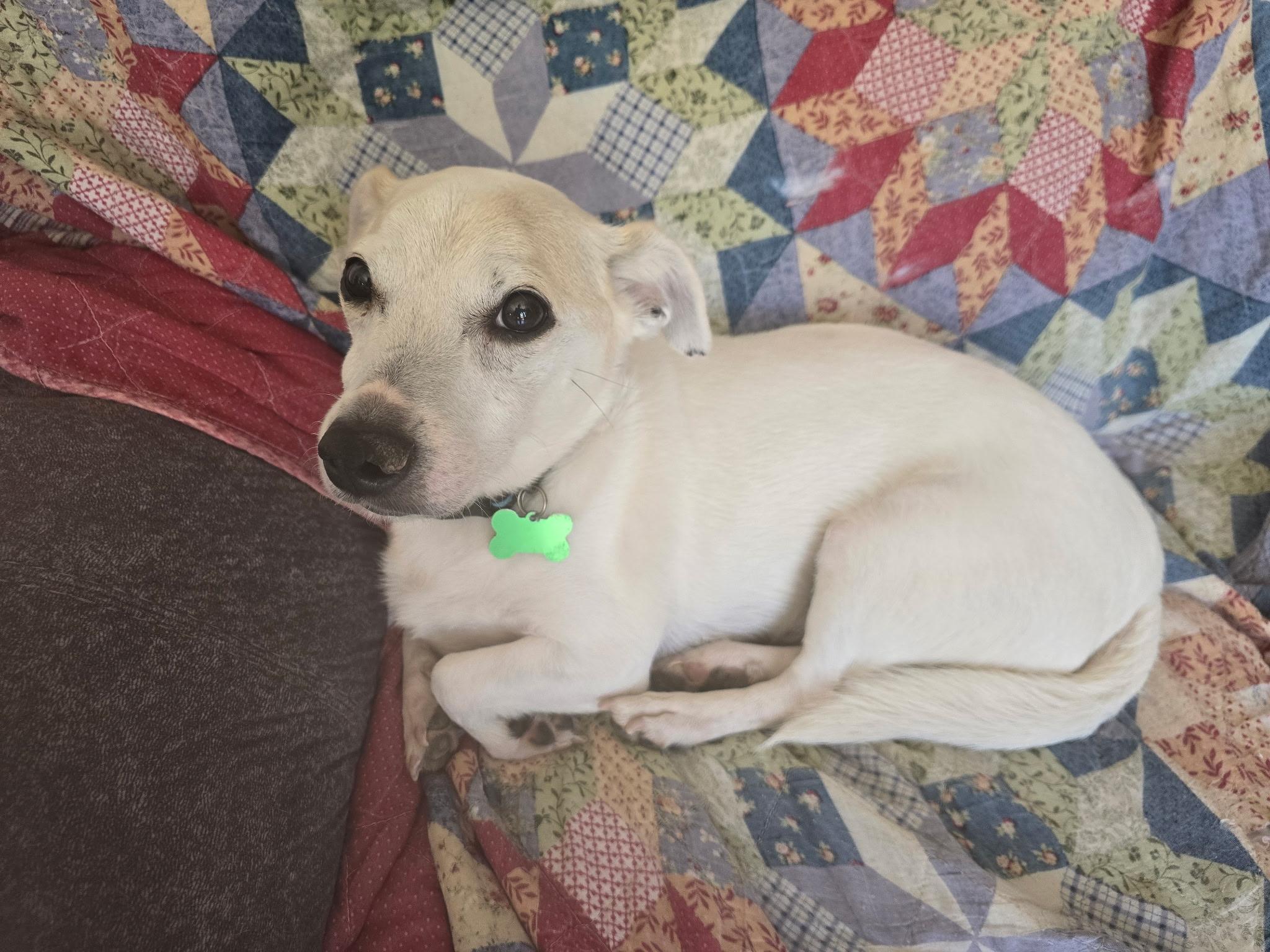 Enlarge Reggie, an adopted mixed breed in Yarnell, AZ image 2/4
