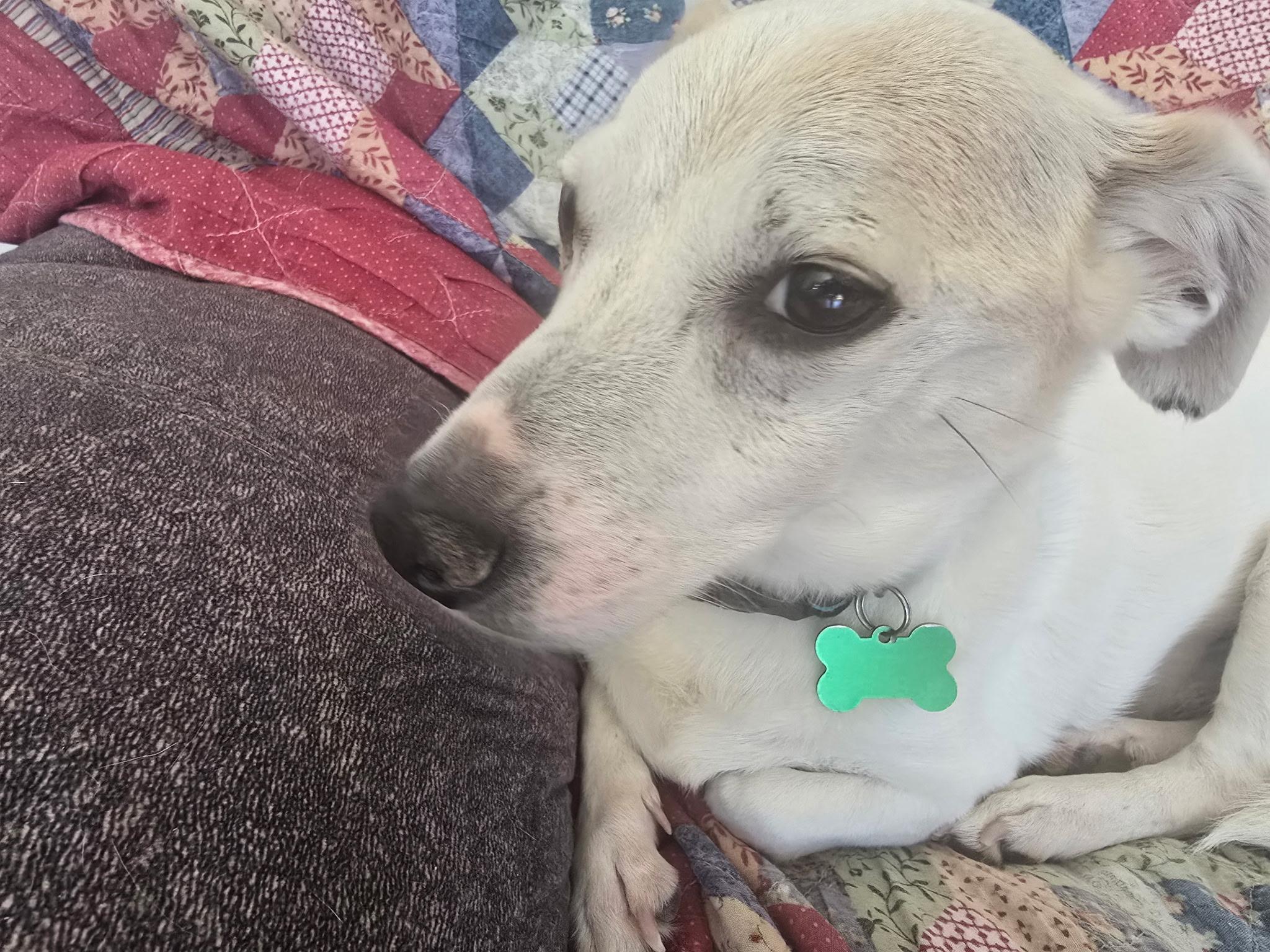 Enlarge Reggie, an adopted mixed breed in Yarnell, AZ image 4/4