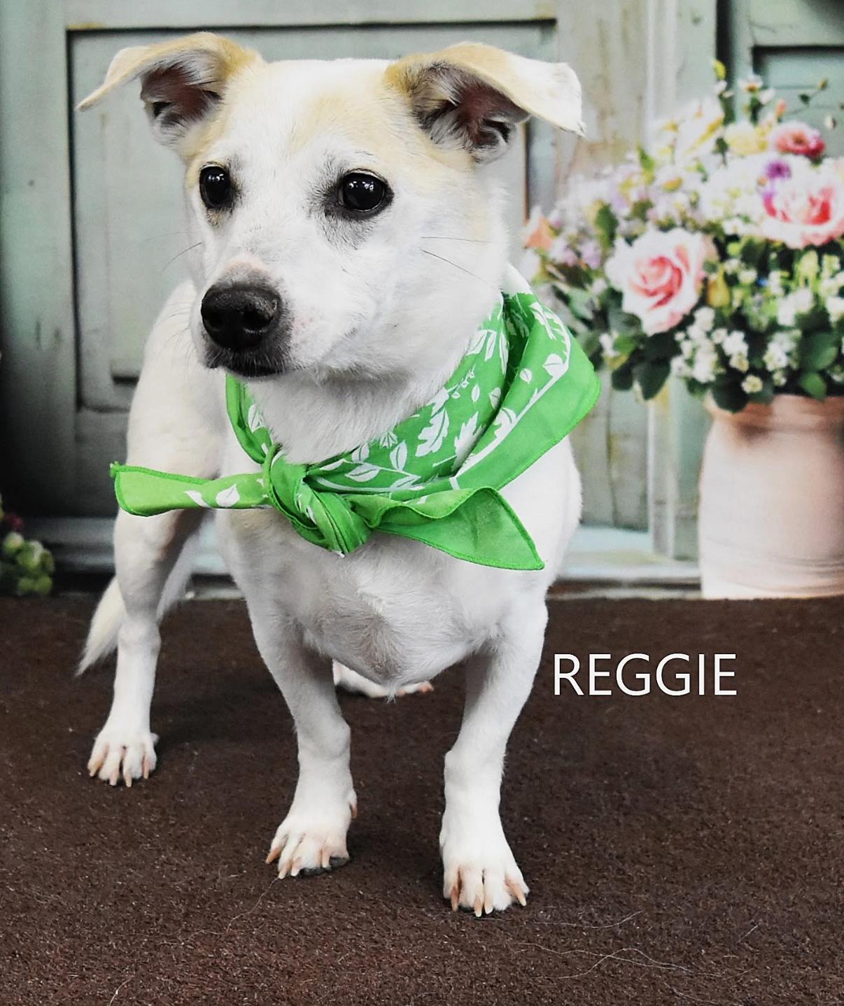 Enlarge Reggie, an adopted mixed breed in Yarnell, AZ image 1/4
