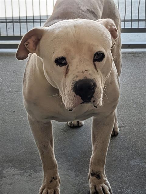 Enlarge CHATO, a Adoptable Pit Bull Terrier in Downey, CA image 1/1