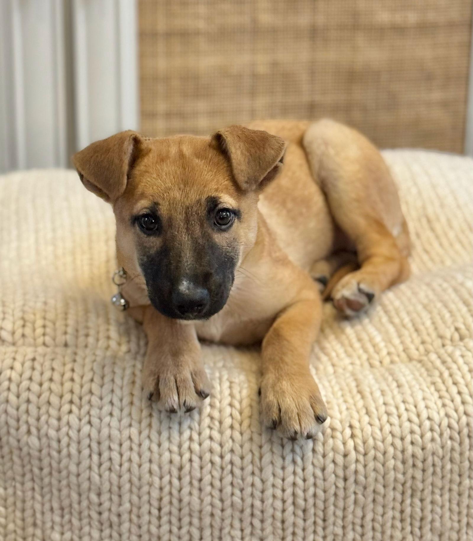 VENICE, Adoptable, Puppy Female German Shepherd Dog.
