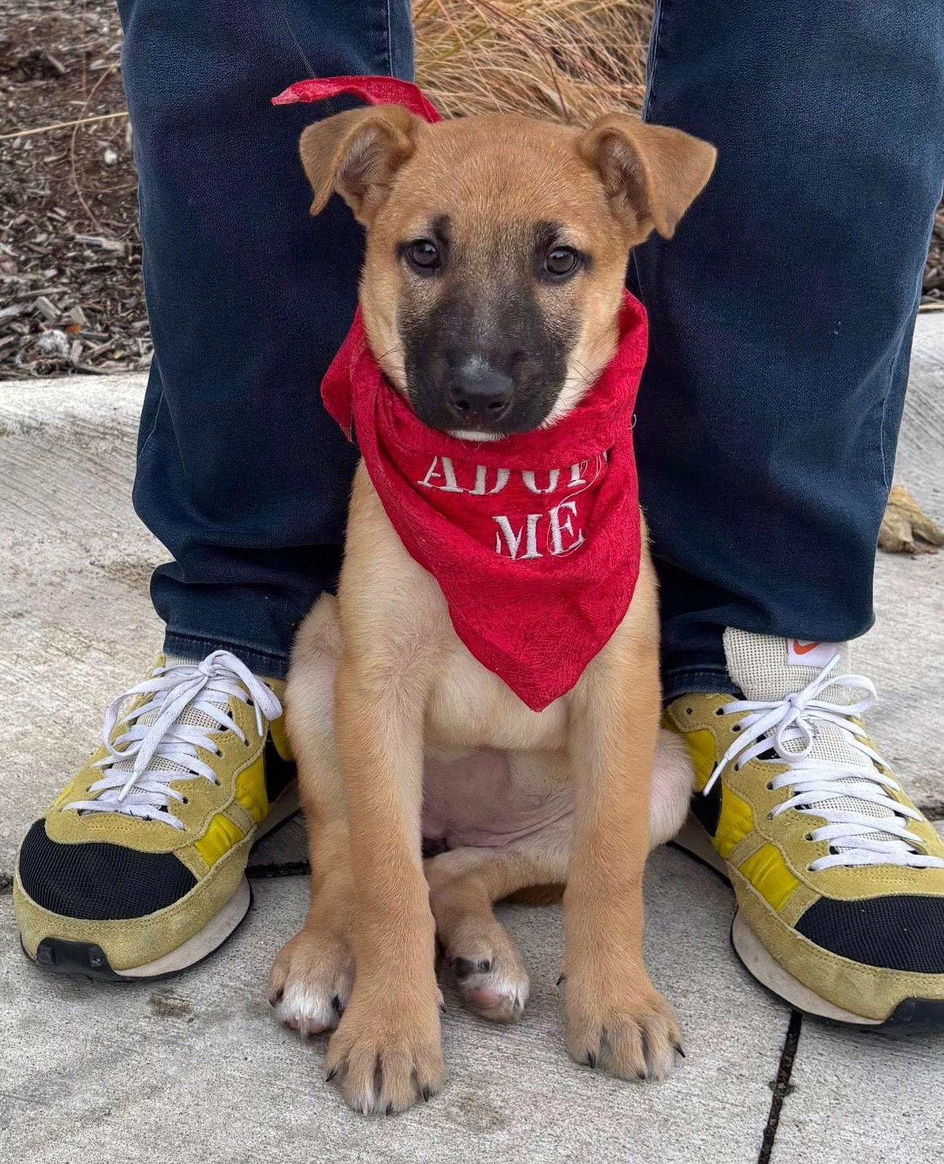VENICE, Adoptable, Puppy Female German Shepherd Dog.