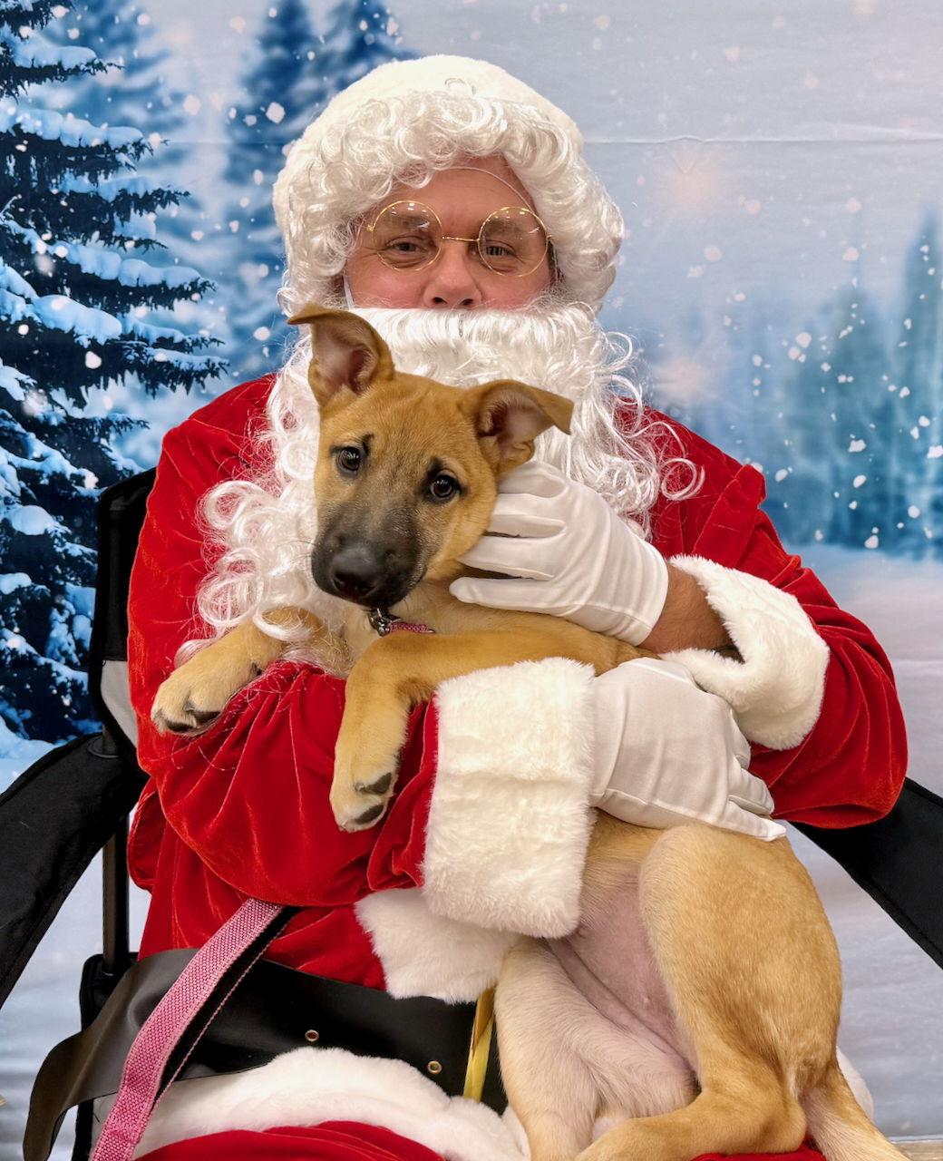 Enlarge VENICE, a Adopted German Shepherd Dog in GILBERTS, IL image 2/3