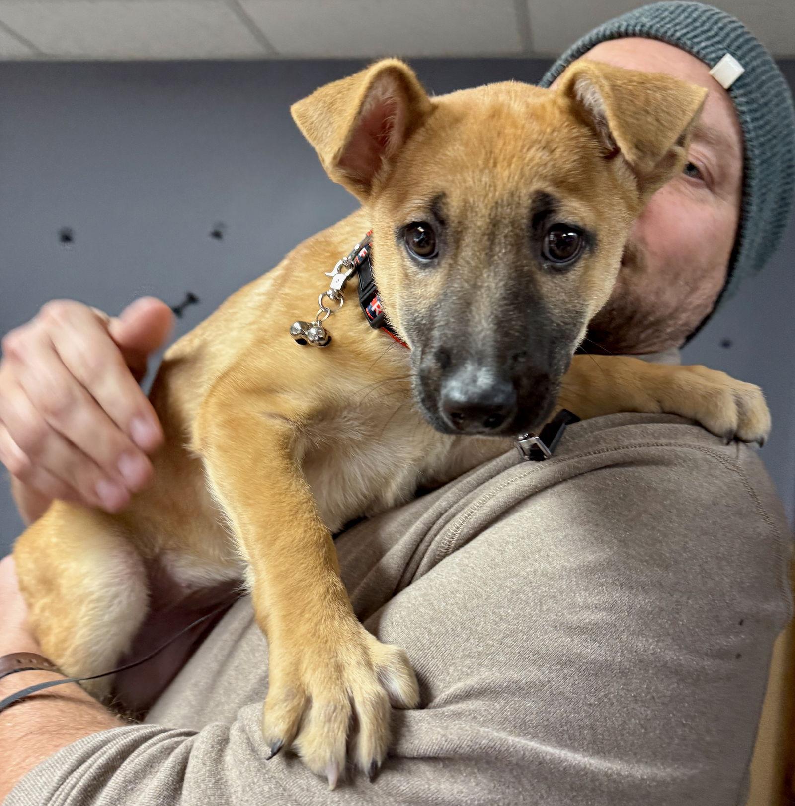 VENICE, a Adoptable German Shepherd Dog image 3/3