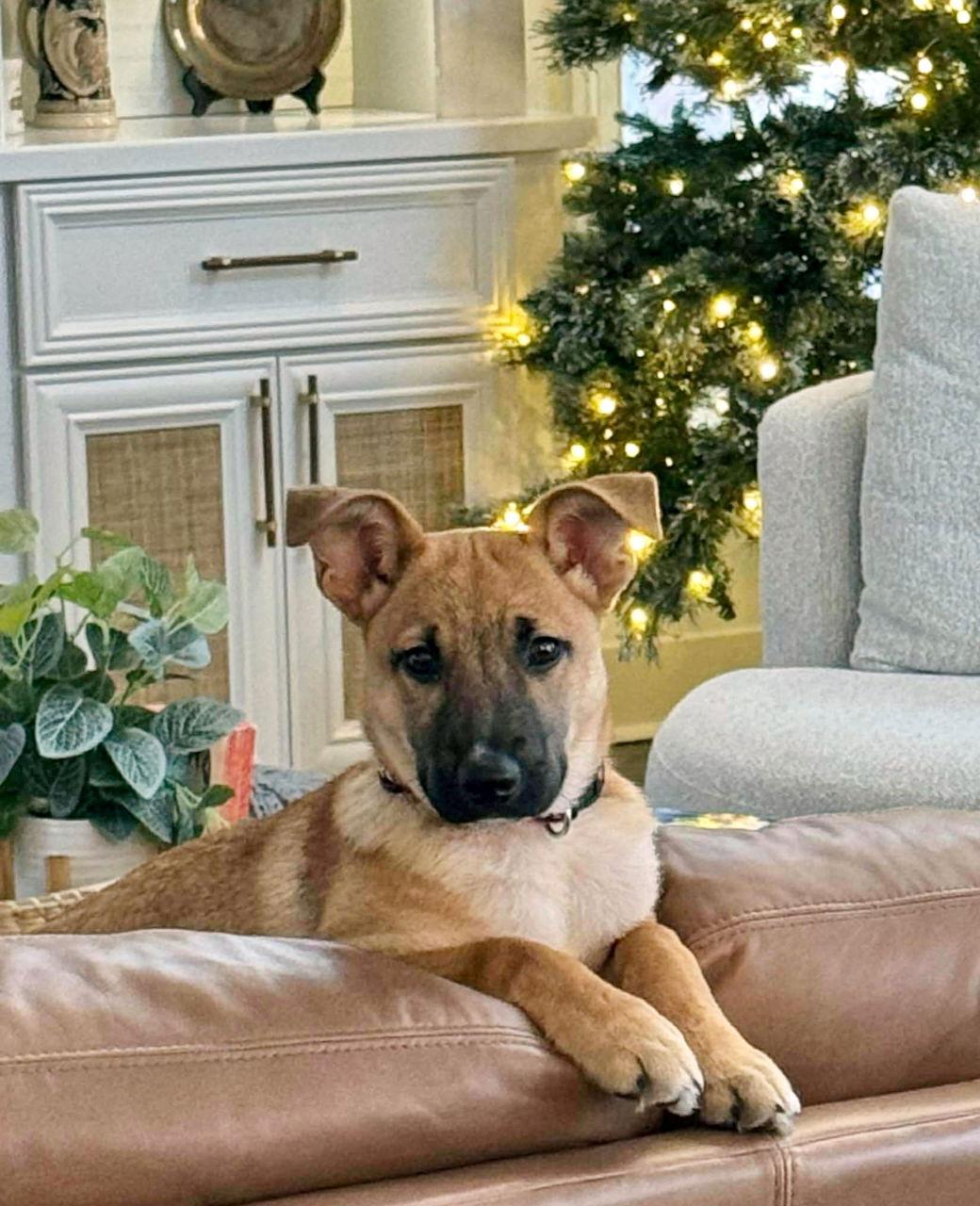 Enlarge VENICE, a Adopted German Shepherd Dog in GILBERTS, IL image 3/3