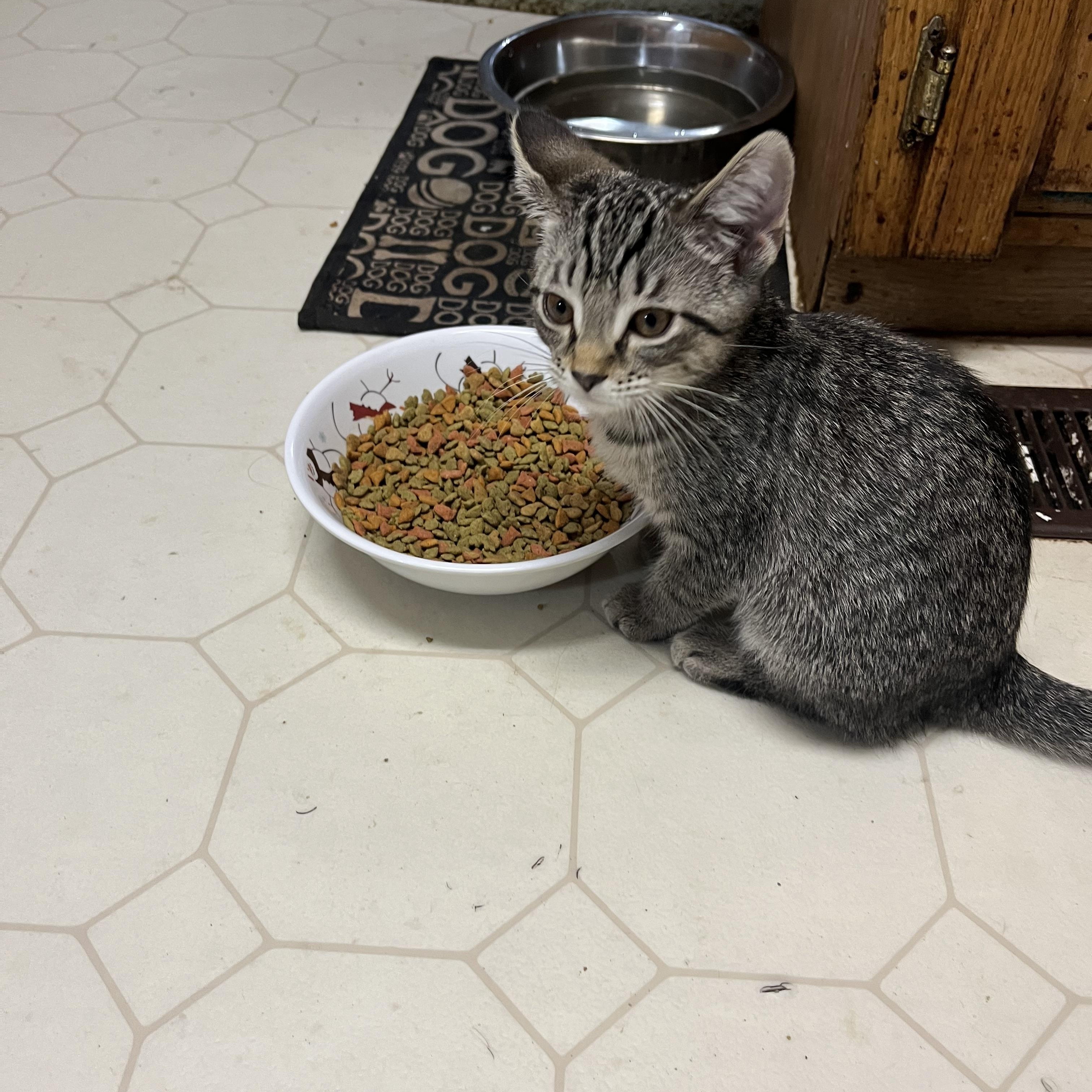 Enlarge Marigold, a Adopted Tiger in Marlette, MI image 5/5