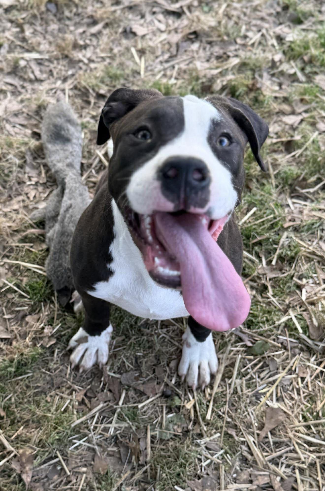 Geneva (HERE IN NH), a ADOPTABLE Mixed Breed in Northwood, NH image 2/2