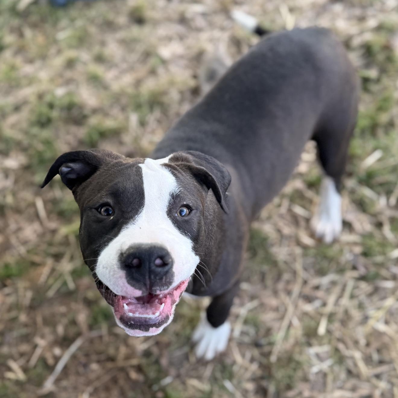 Geneva (HERE IN NH), ADOPTABLE, Puppy Female Mixed Breed.
