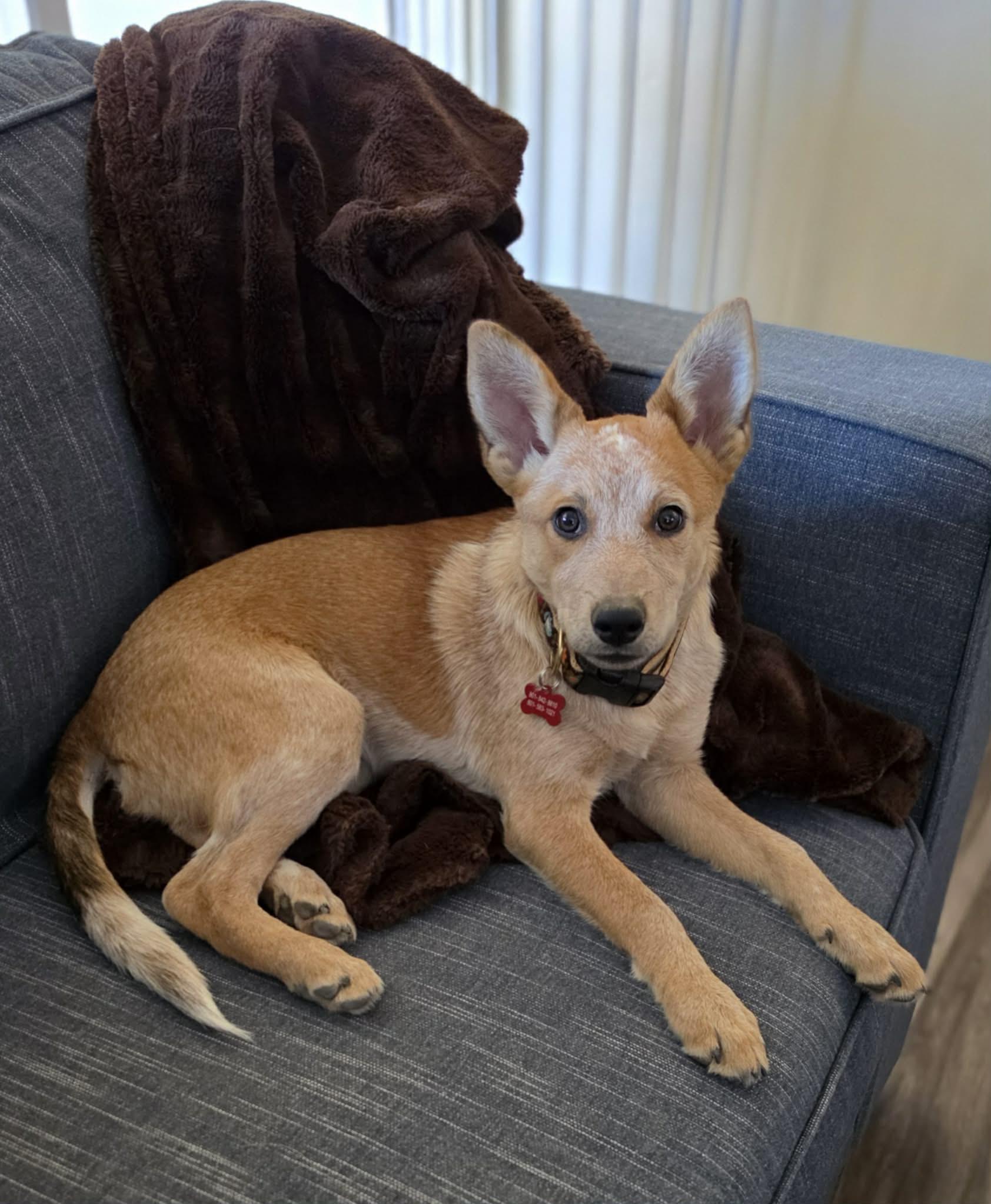 Enlarge Lainey, a Adoptable mixed breed in Clinton, UT image 2/3