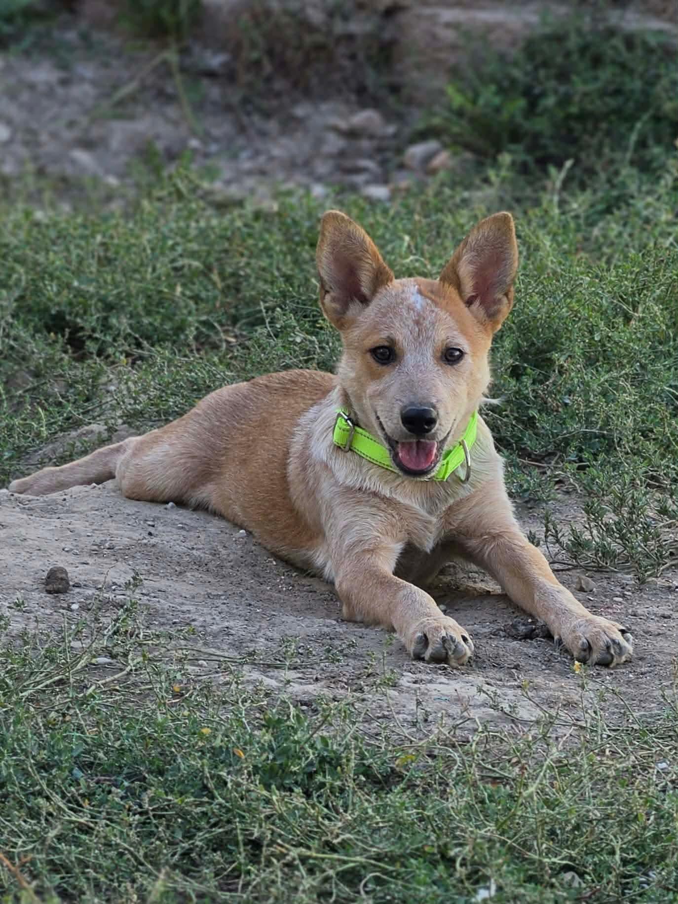 Enlarge Lainey, a Adoptable mixed breed in Clinton, UT image 1/3
