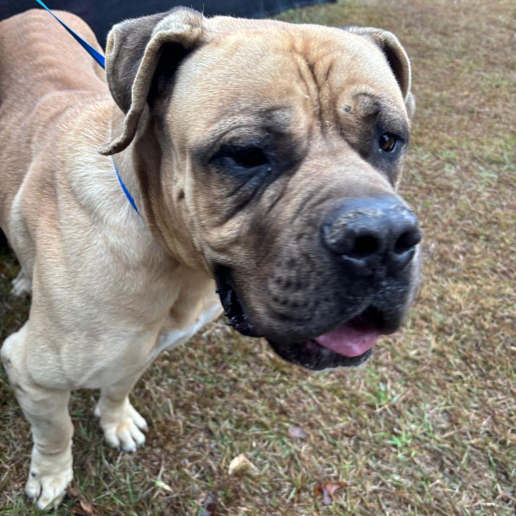 Kody — thumbnail 4