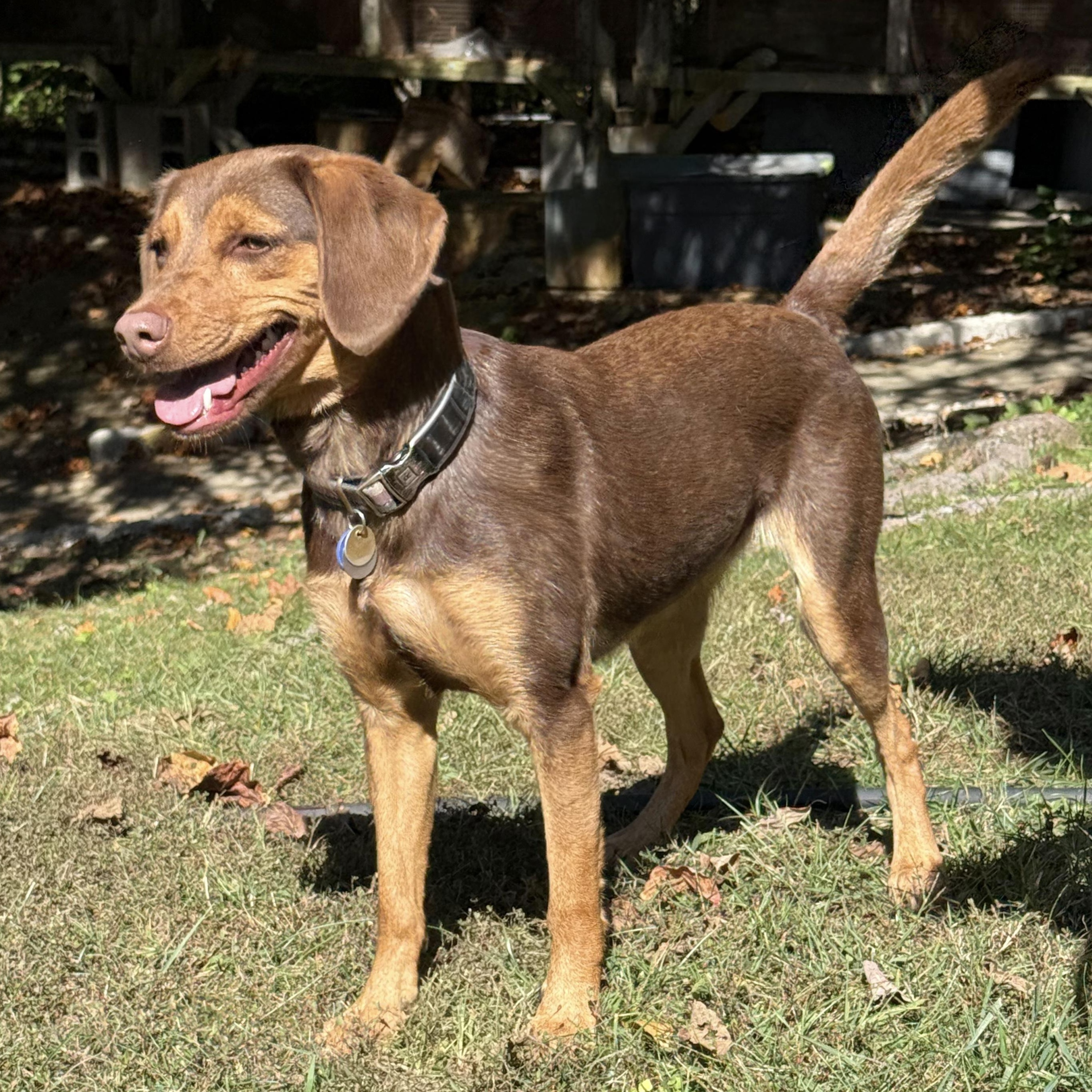 Enlarge Nala, a Adoptable mixed breed in Latrobe, PA image 1/6