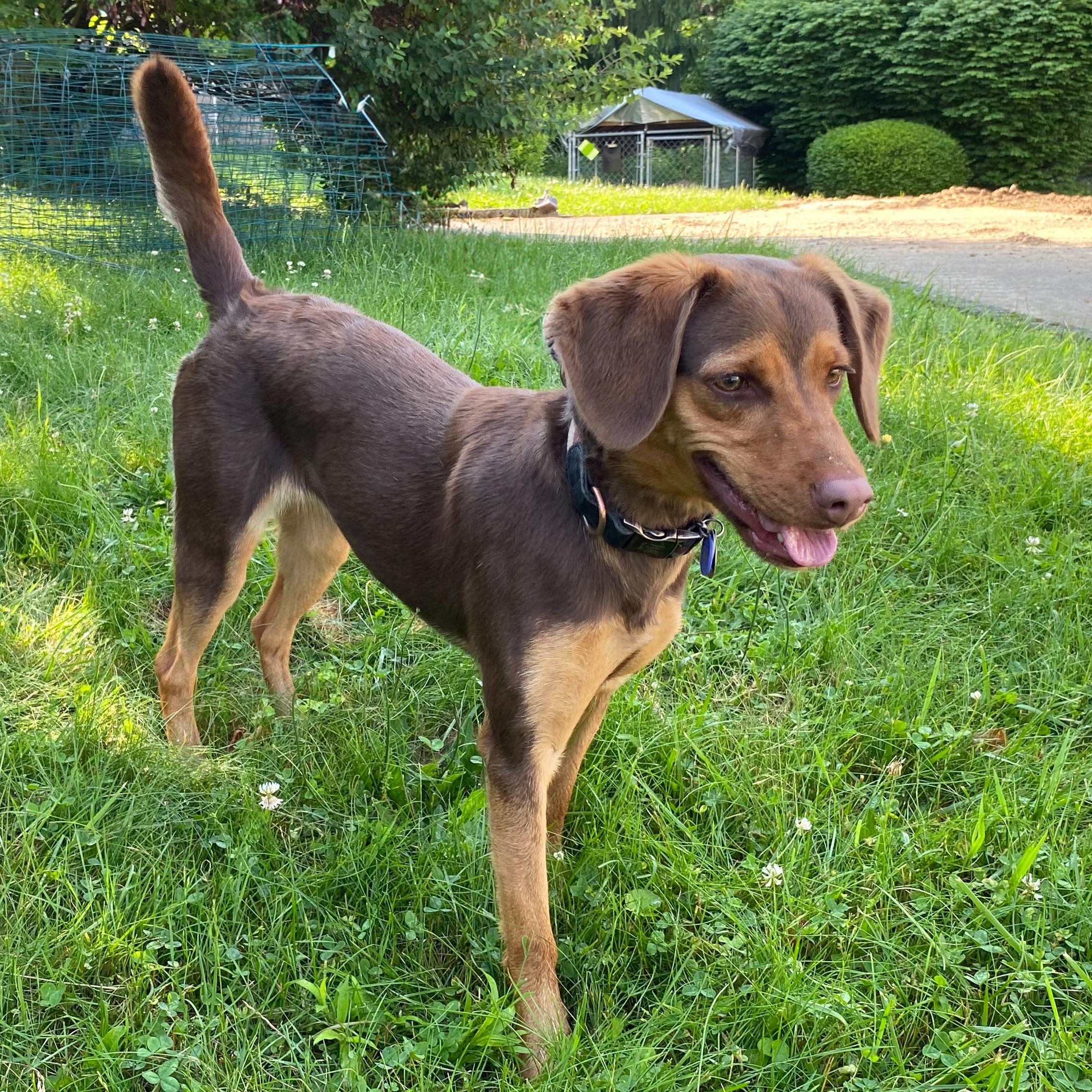 Enlarge Nala, a Adoptable mixed breed in Latrobe, PA image 5/6