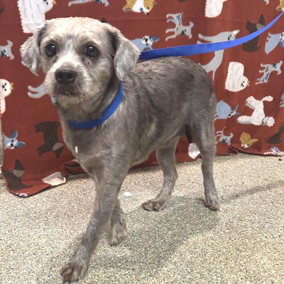 Enlarge Jackie - City of Industry Location, a Adoptable mixed breed in Chino Hills, CA image 1/1