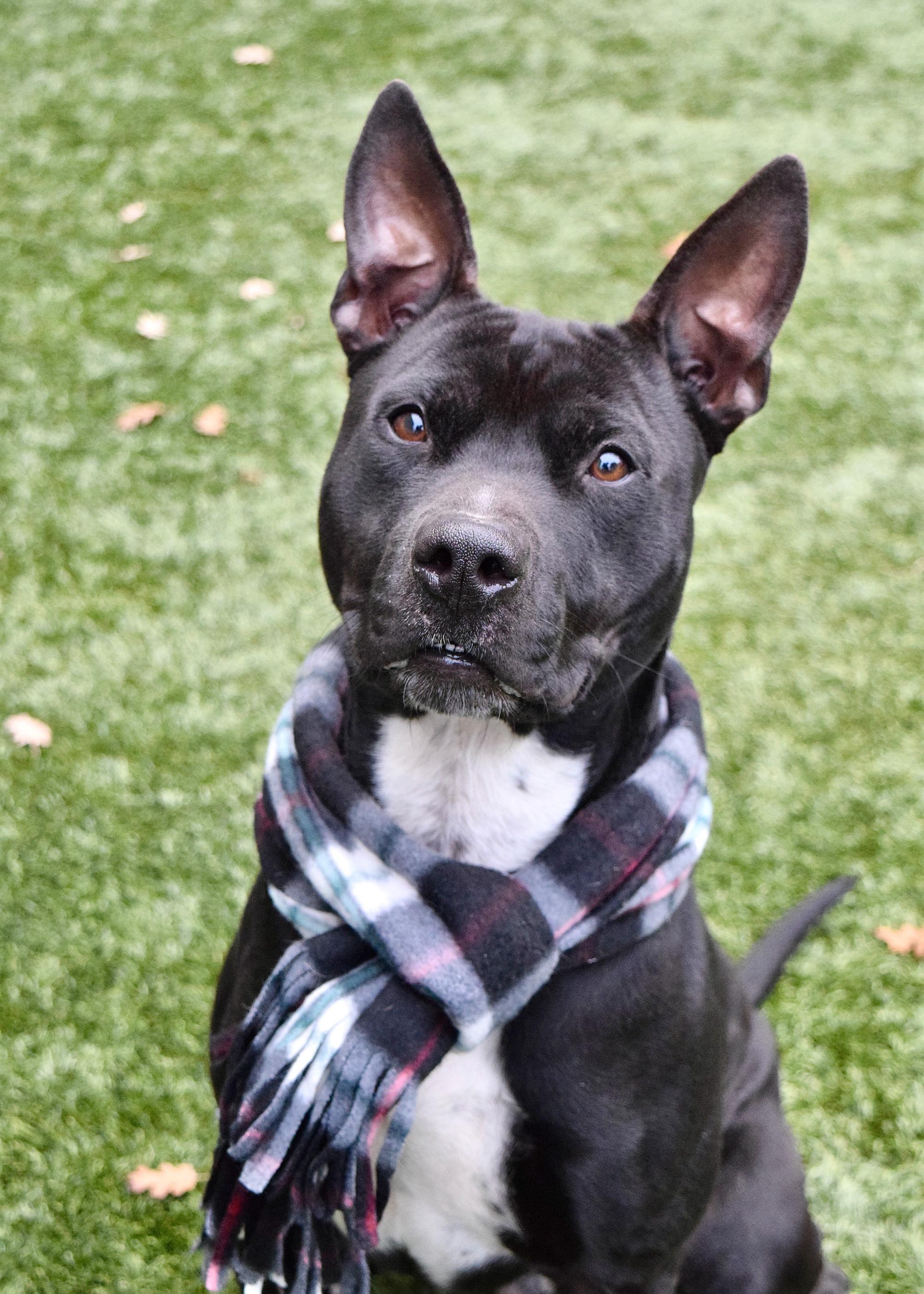 Tum Tum, ADOPTABLE, Young Male Pit Bull Terrier.