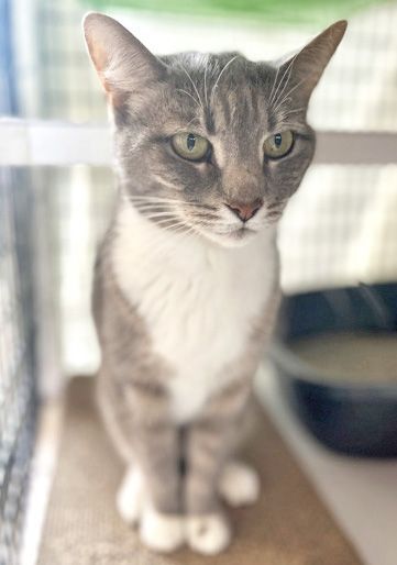 Enlarge RUDOLPH, a Adoptable mixed breed in Fernandina Beach, FL image 3/5
