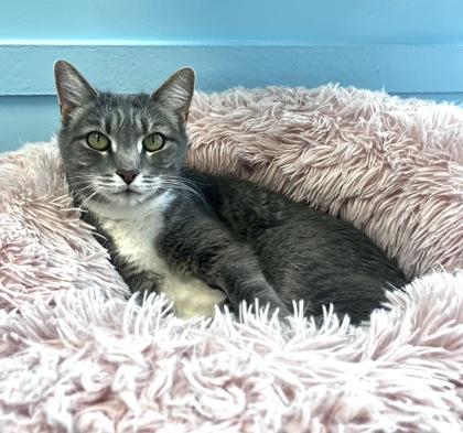 RUDOLPH, an adoptable Domestic Short Hair in Fernandina Beach, FL, 32034 | Photo Image 1