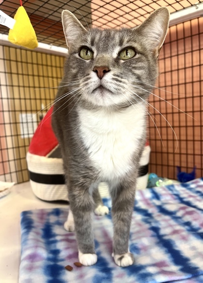 Enlarge RUDOLPH, a Adoptable mixed breed in Fernandina Beach, FL image 4/5