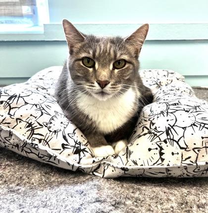 RUDOLPH, an adoptable Domestic Short Hair in Fernandina Beach, FL, 32034 | Photo Image 2
