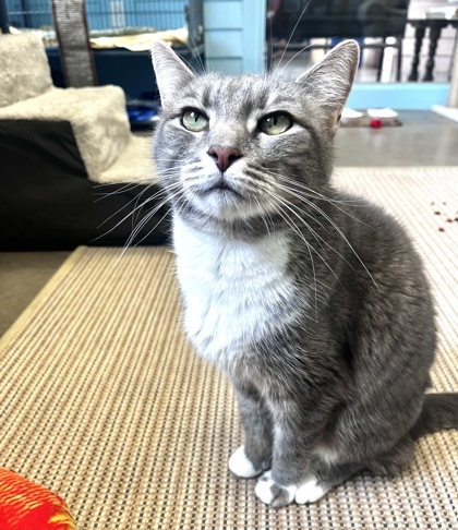 RUDOLPH, an adoptable Domestic Short Hair in Fernandina Beach, FL, 32034 | Photo Image 5
