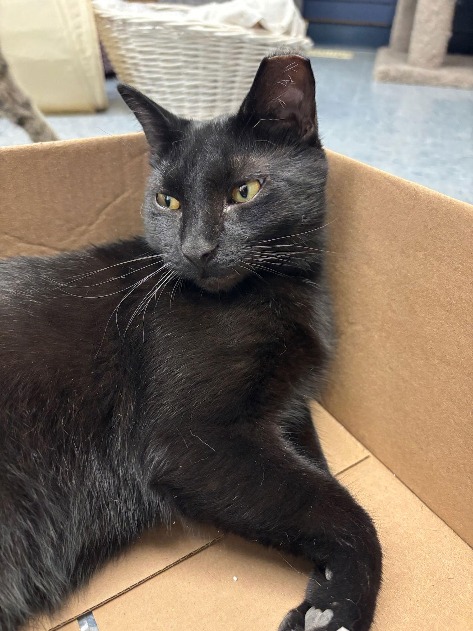 Onyx, a Adoptable Domestic Short Hair in Hopewell, VA image 2/3
