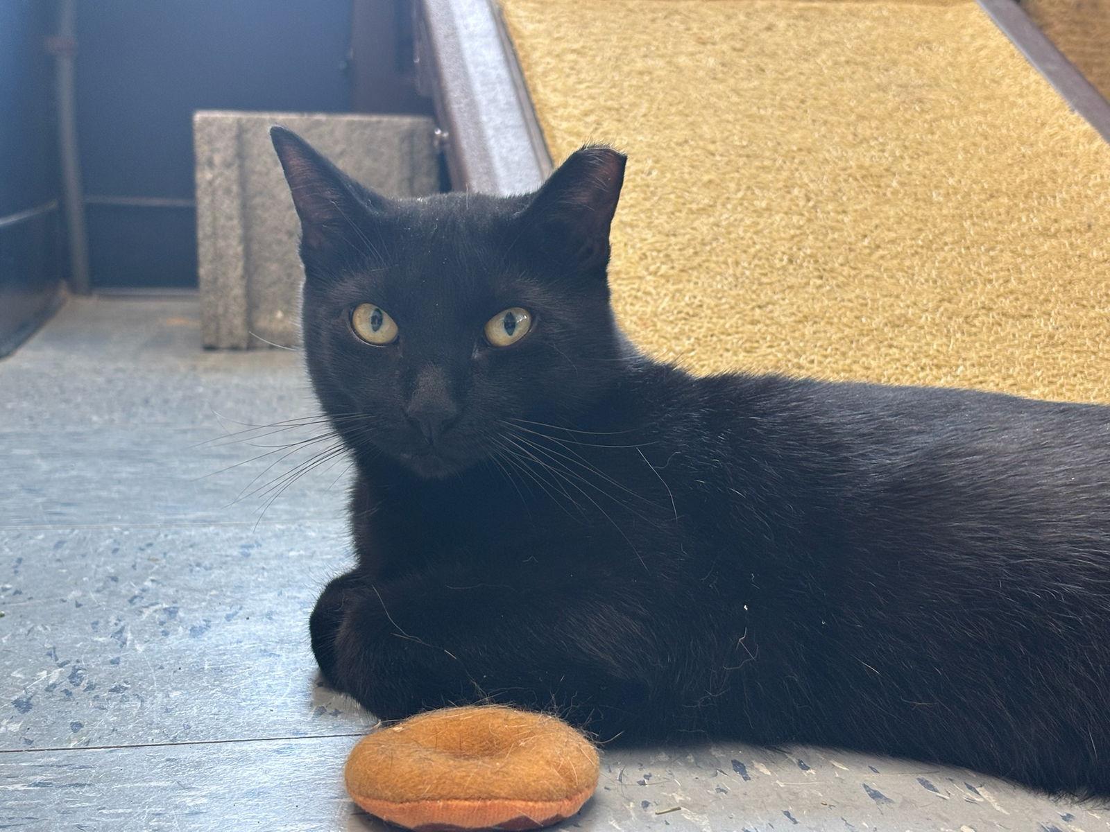 Onyx, a Adoptable Domestic Short Hair in Hopewell, VA image 3/3