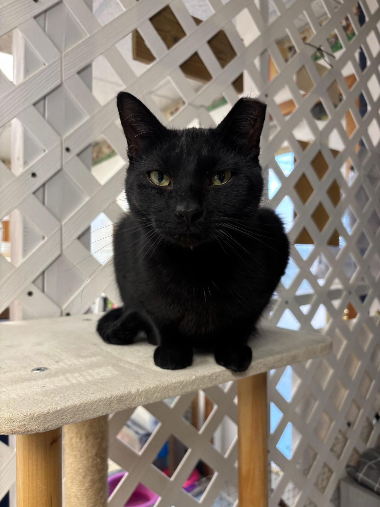 Onyx, Adoptable, Young Male Domestic Short Hair.