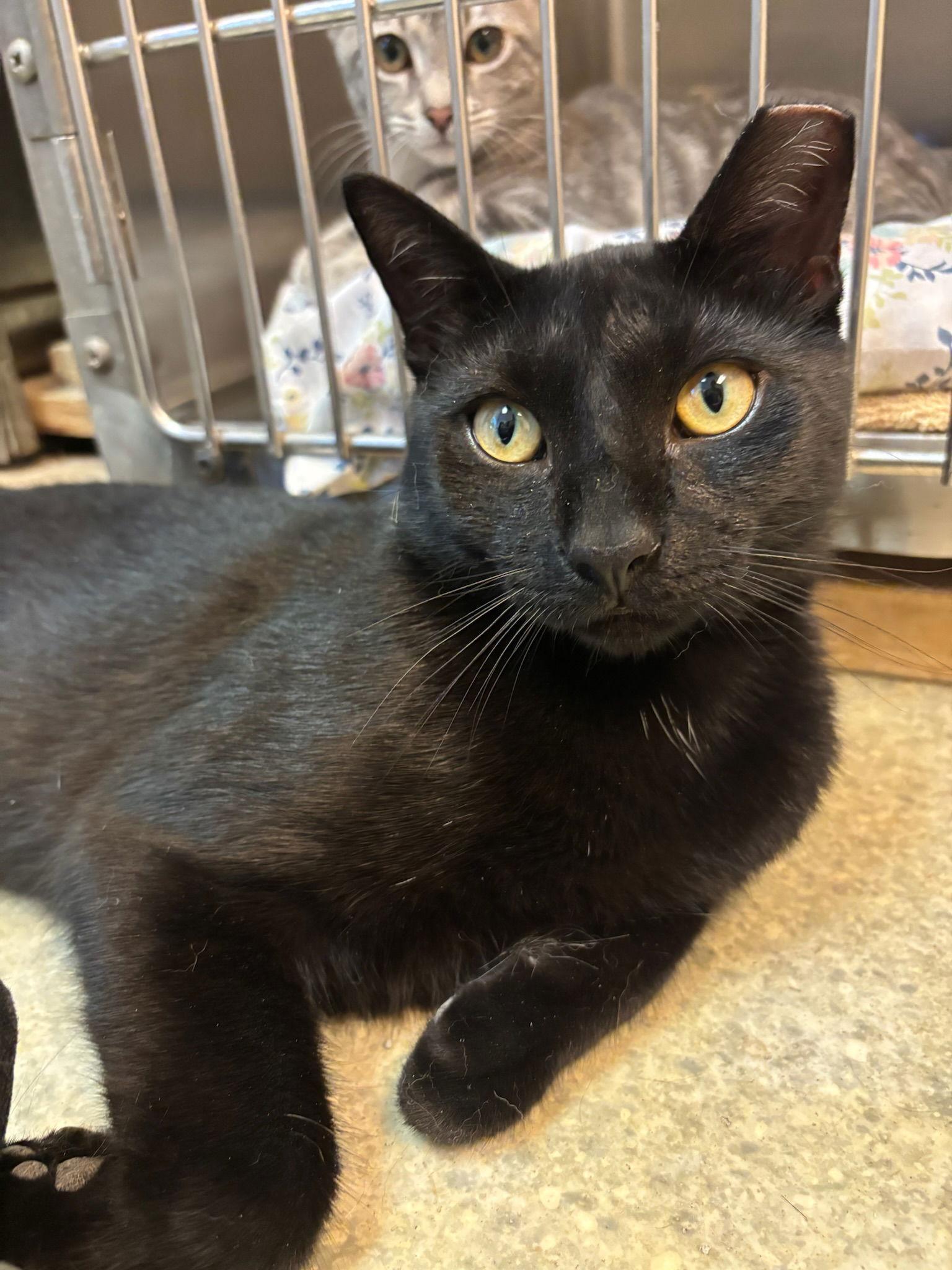 Onyx, Adoptable, Young Male Domestic Short Hair.