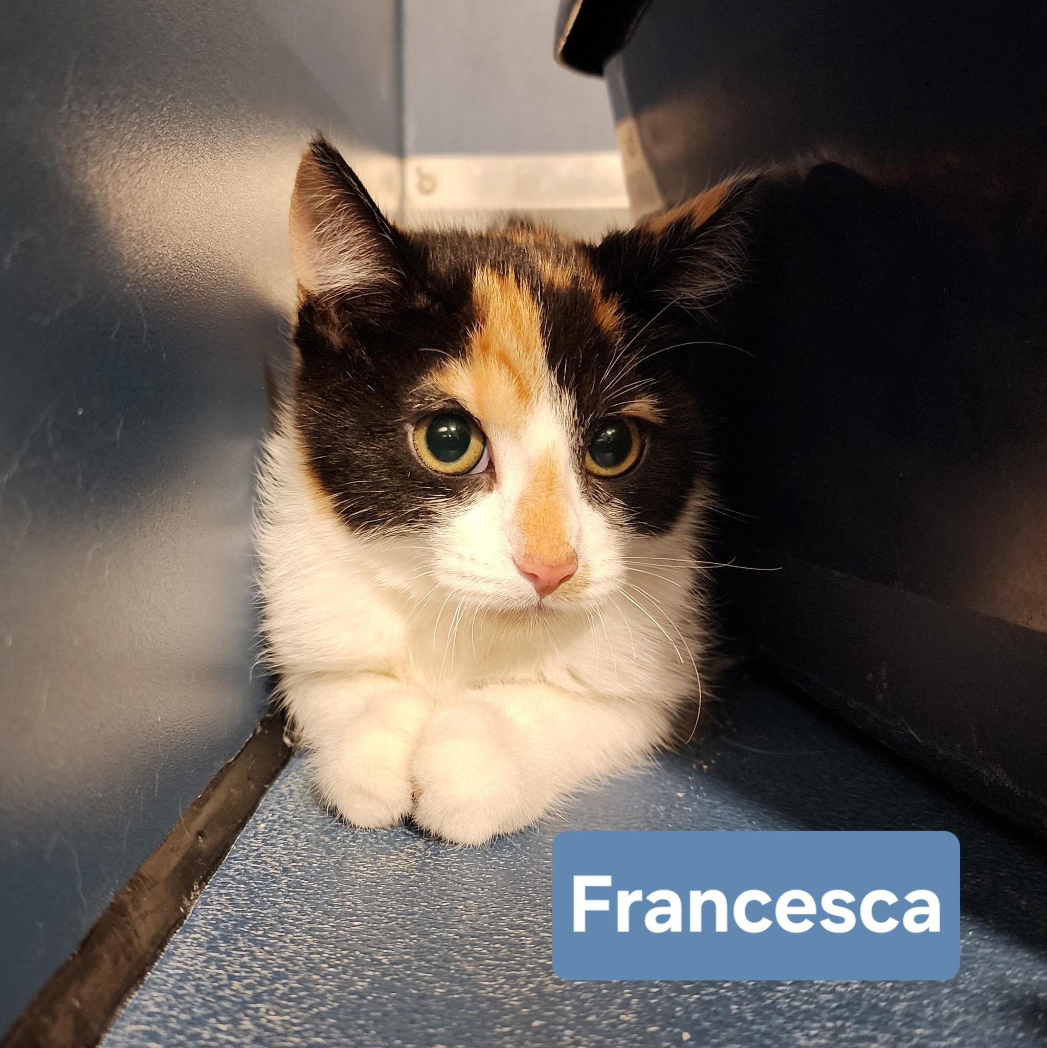 Enlarge Francesca, an adopted Domestic Short Hair in Ely, MN image 1/1