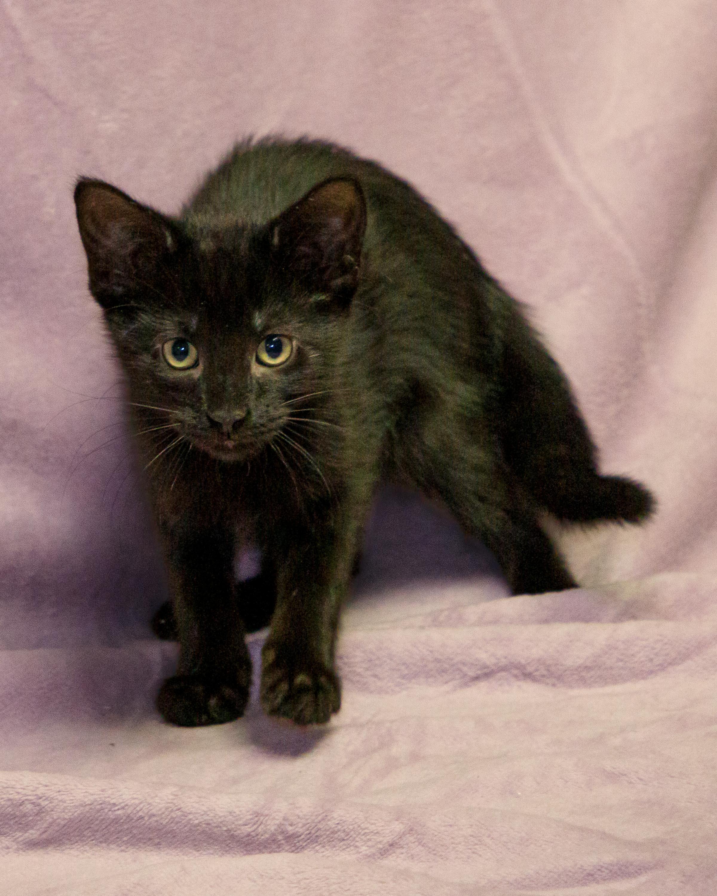 Appt. Pending - Opal