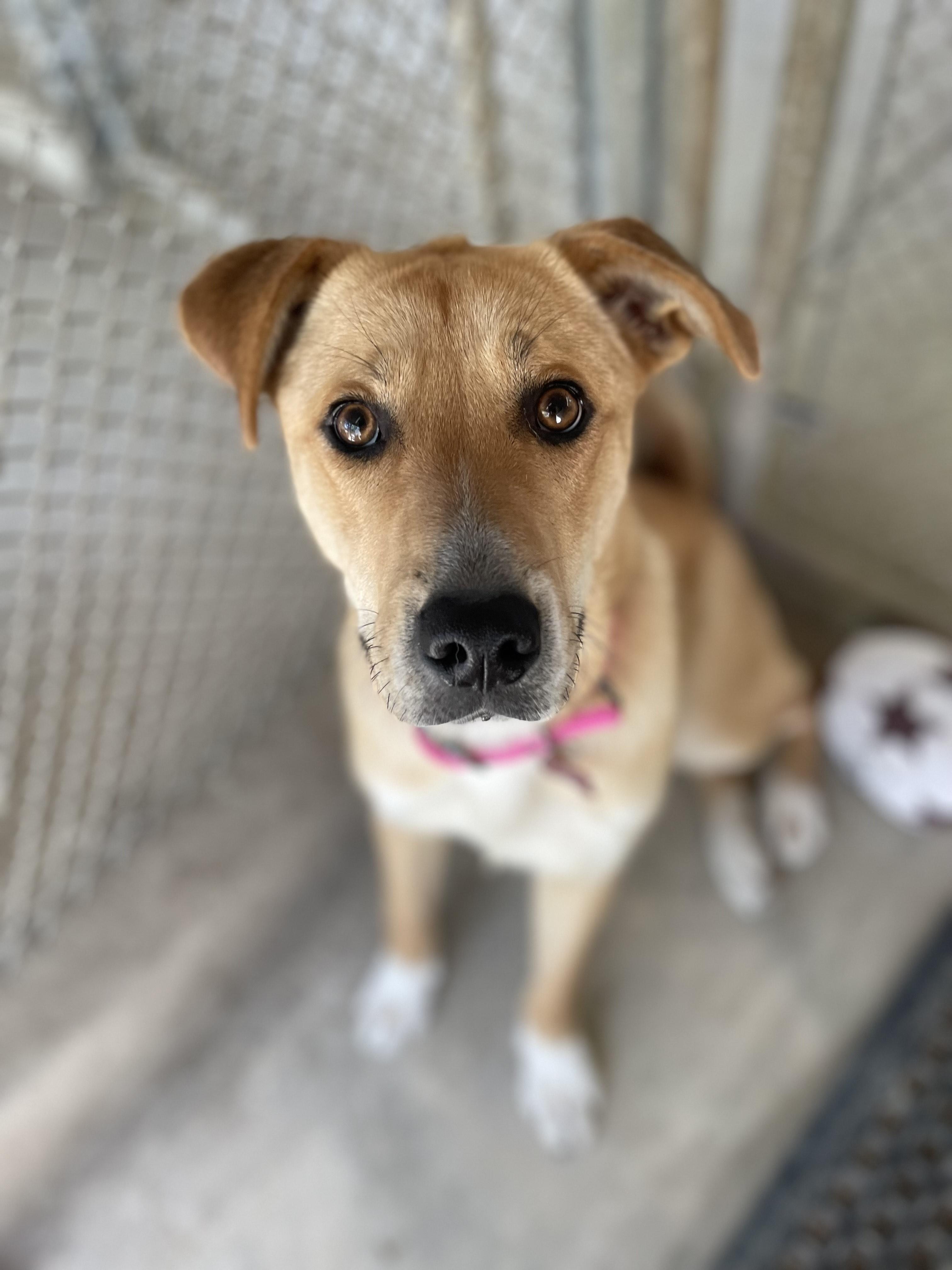 Enlarge Ginger, a Adoptable Shepherd in Hollister, CA image 3/6
