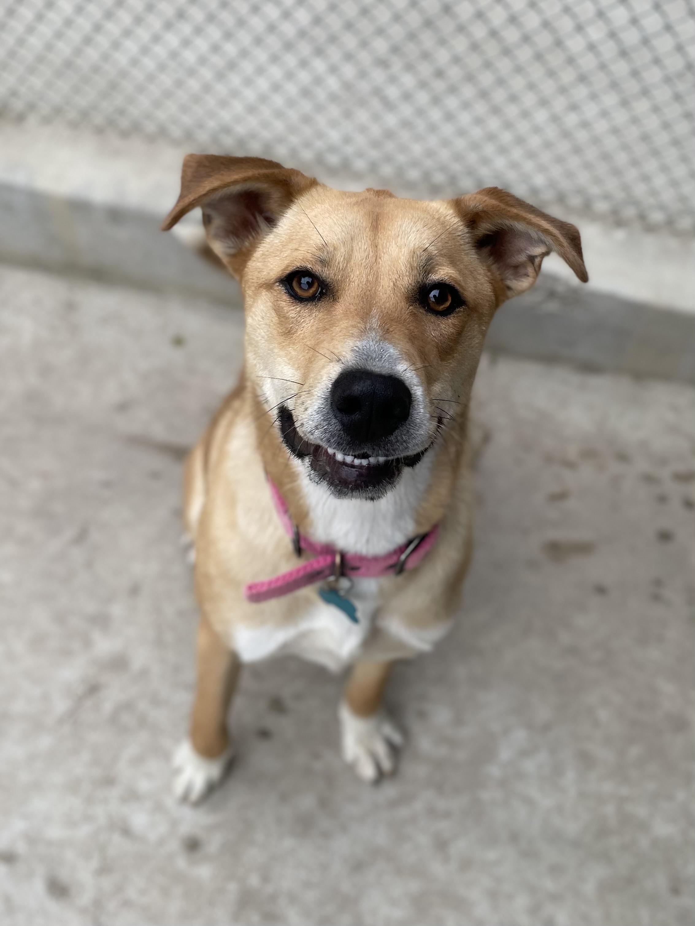 Enlarge Ginger, a Adoptable Shepherd in Hollister, CA image 5/6