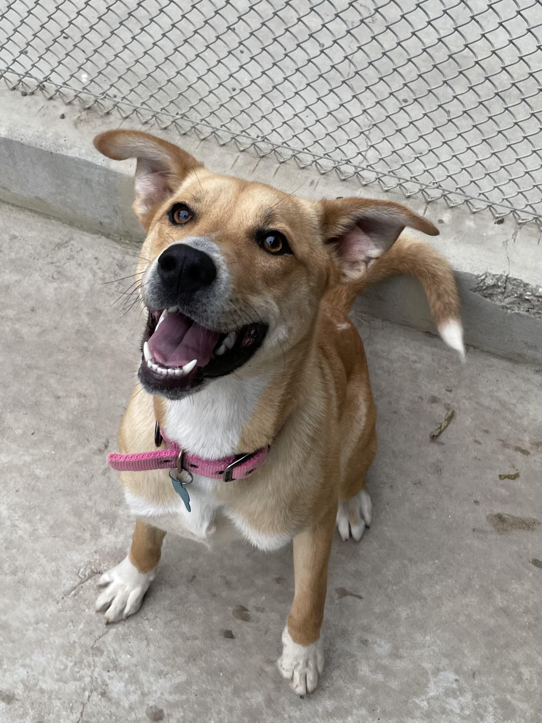 Enlarge Ginger, a Adoptable Shepherd in Hollister, CA image 1/6