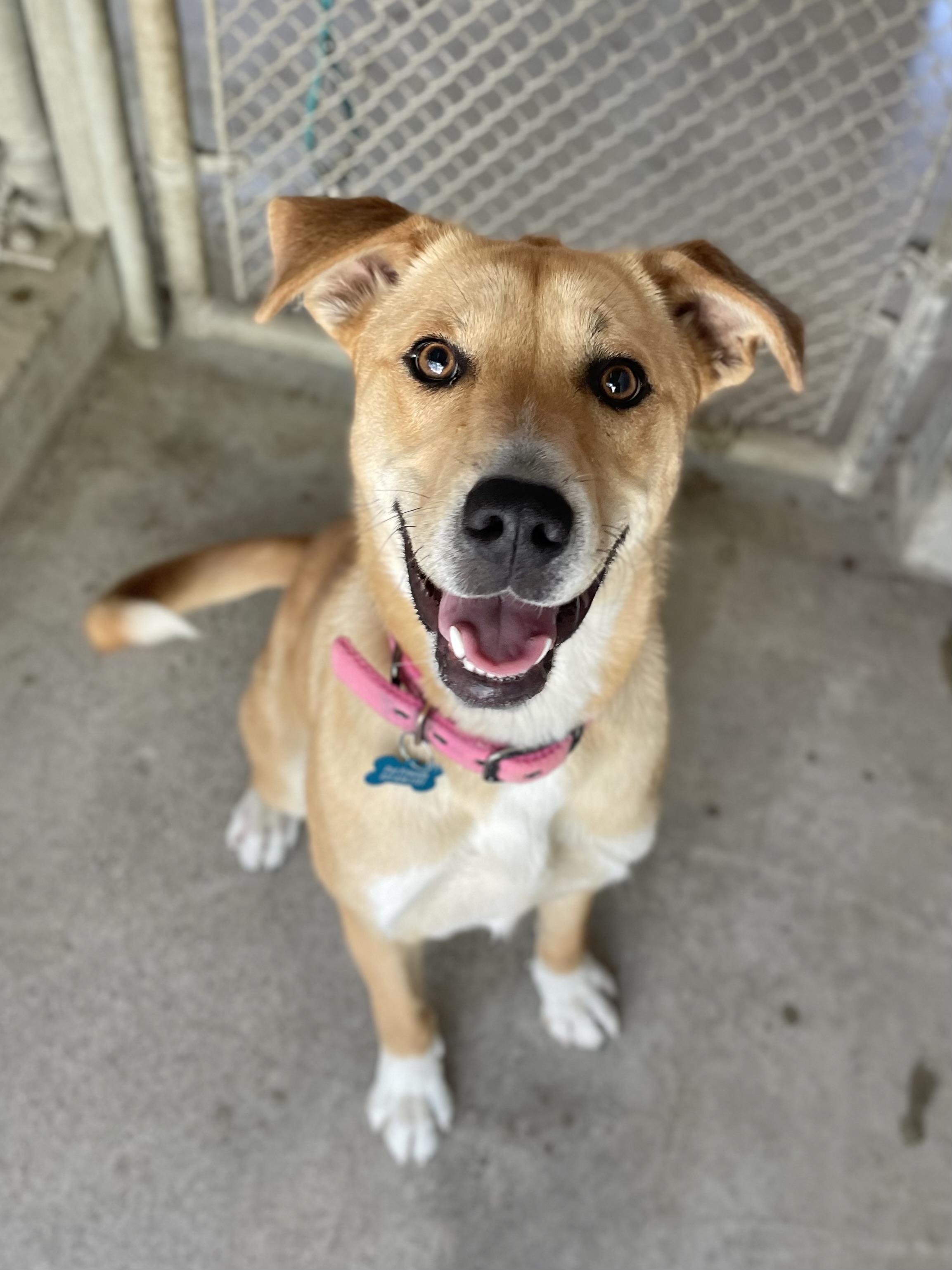Enlarge Ginger, a Adoptable Shepherd in Hollister, CA image 2/6