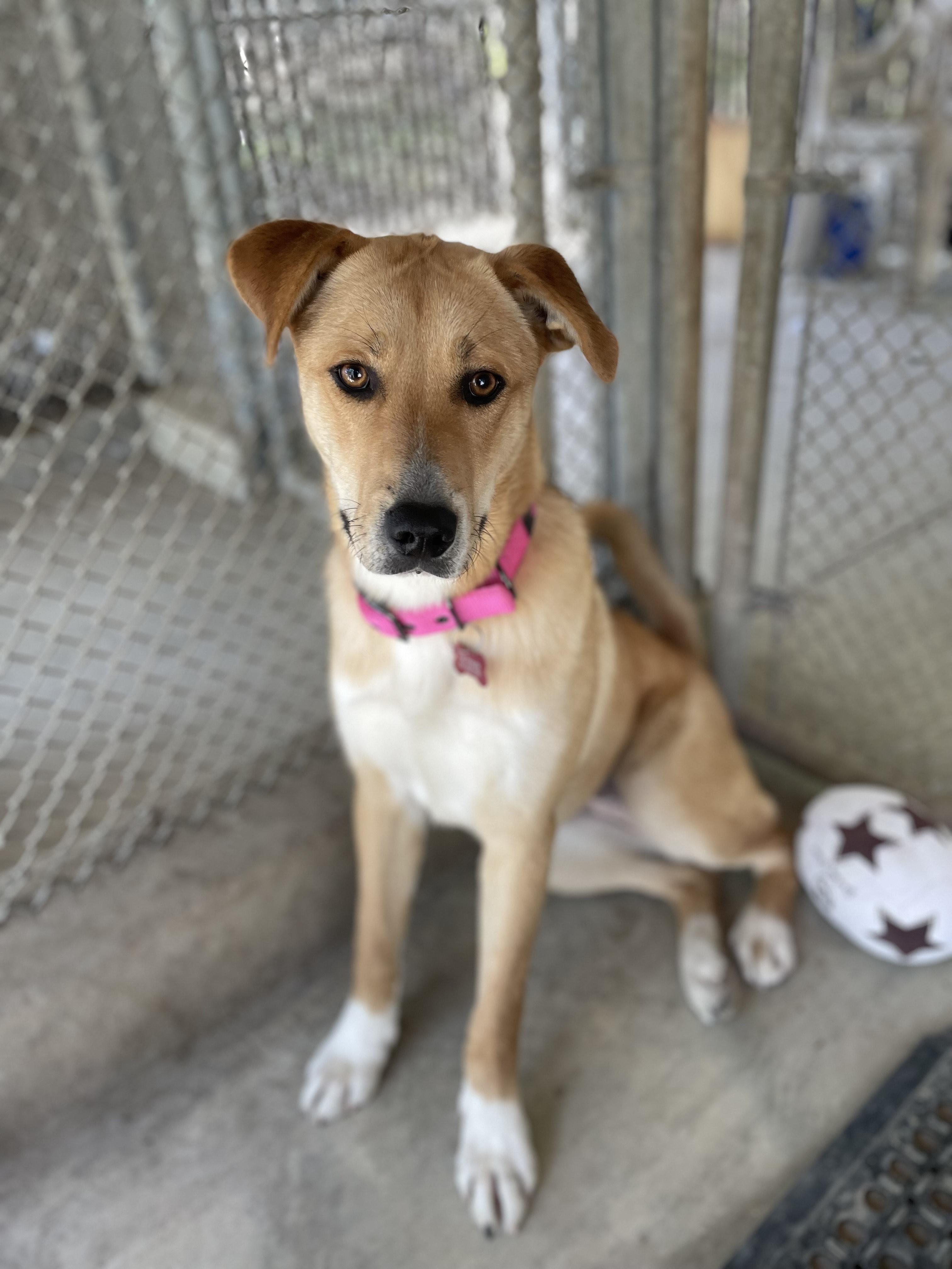 Enlarge Ginger, a Adoptable Shepherd in Hollister, CA image 4/6