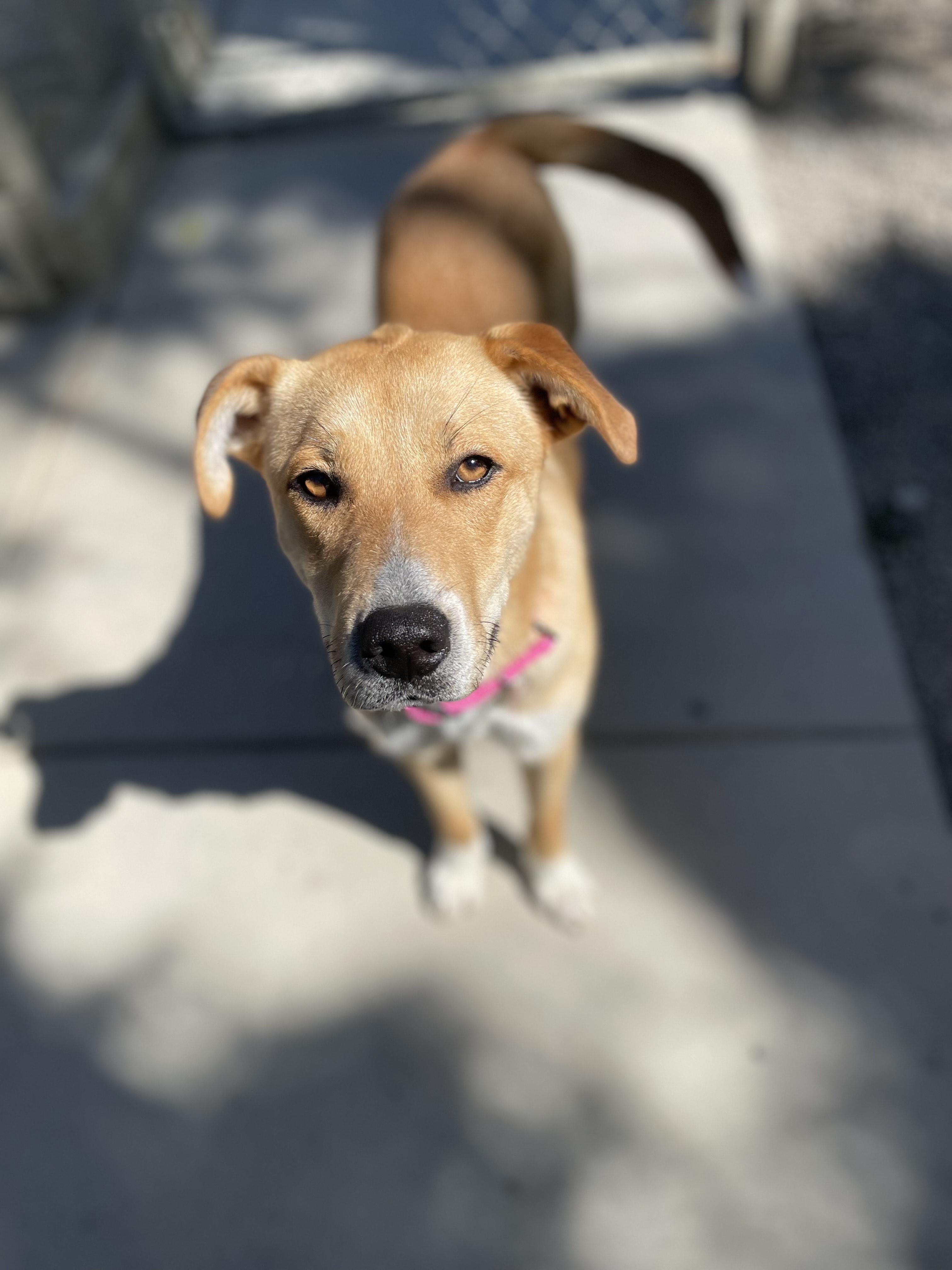 Enlarge Ginger, a Adoptable Shepherd in Hollister, CA image 6/6
