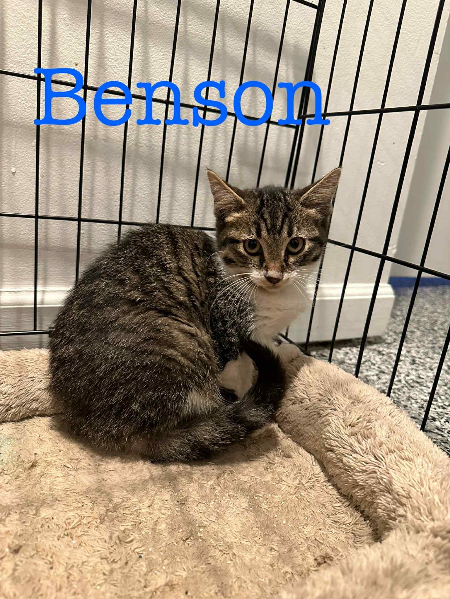 Benson, Adoptable, Kitten Male Domestic Short Hair.
