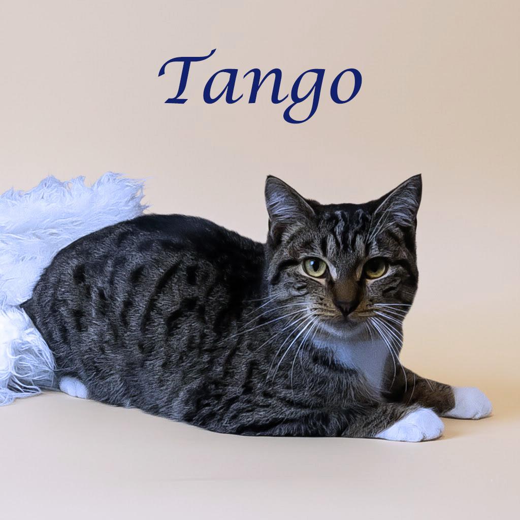 Enlarge Tango C25-343, a Adoptable Domestic Short Hair in Lebanon, TN image 1/4