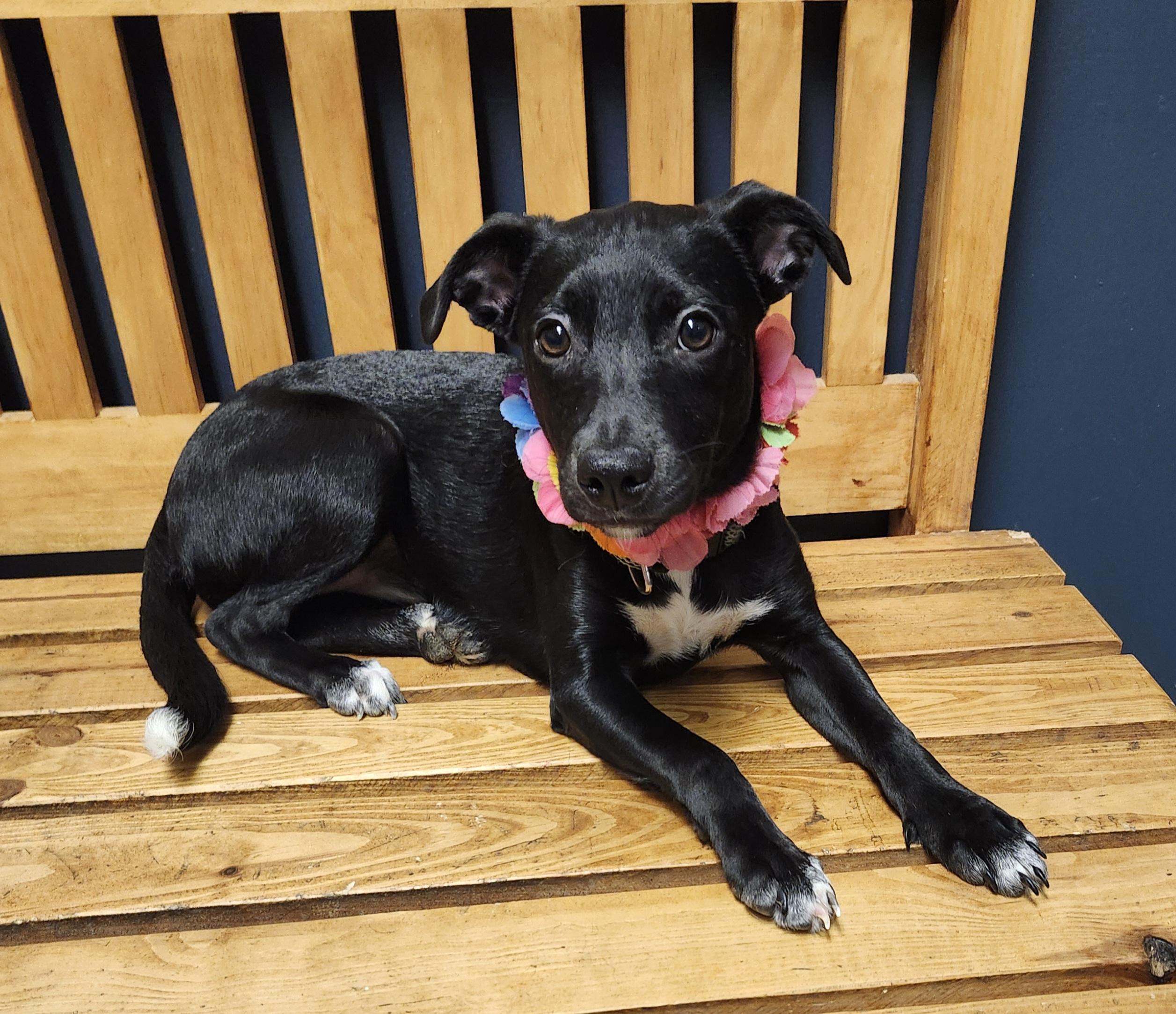 Enlarge Nebula, a Adopted mixed breed in Mansfield, OH image 3/4