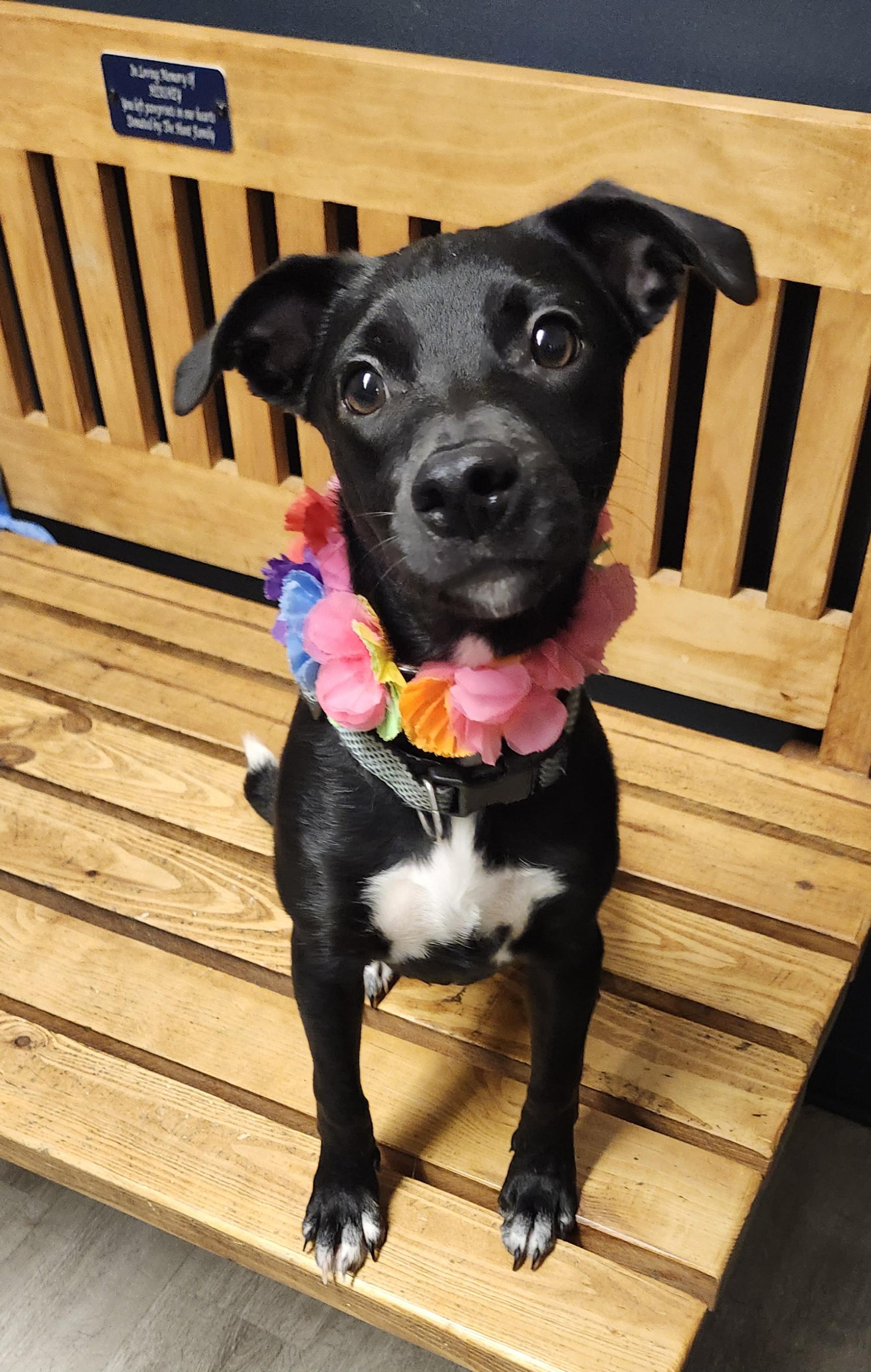 Nebula, Adopted, Puppy Female Black Labrador Retriever.